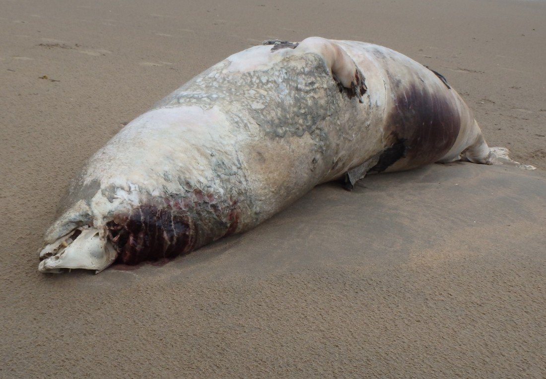 Dode grijze zeehond Noordwijk